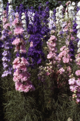 Picture of Larkspur - Giant Hyacinth Mixed